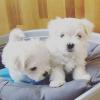 Puppies for sale Latvia, Aizkraukle Maltese