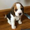 Puppies for sale Spain, Alicante Beagle