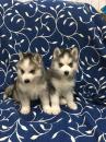 Puppies for sale Sweden, Malmo Haski