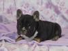 Puppies for sale Sweden, Norcheping French Bulldog