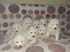 Puppies for sale Canada, Ontario, Toronto Samoyed dog (Samoyed)