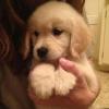 Puppies for sale Greece, Athens Golden Retriever