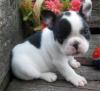 Puppies for sale Cyprus, Ayia Napa French Bulldog