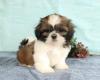 Puppies for sale Sweden, Sundsvall Shih Tzu