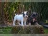 Puppies for sale Italy, Monza French Bulldog