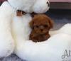 Puppies for sale Turkmenistan, Ashgabat Poodle