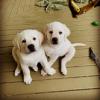 Puppies for sale Greece, Thessaloniki Labrador Retriever