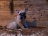 Puppies for sale Slovenia, Bjelovar French Bulldog