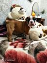 Puppies for sale Germany, Gelsenkirchen Boxer