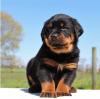 Puppies for sale Sweden, Malmo Rottweiler