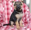 Puppies for sale Austria, Vienna German Shepherd Dog