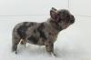 Puppies for sale Canada, Prince Edward Island French Bulldog