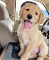 Puppies for sale Ireland, Dublin Golden Retriever