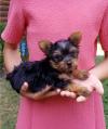Puppies for sale Austria, Vienna, ottartring Yorkshire Terrier, mini