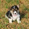 Puppies for sale Portugal, Almada , welsh, corgi