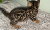 Kittens for sale United Kingdom, Chester Bengal cat