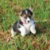 Puppies for sale Portugal, Almeida , welsh, corgi