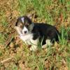 Puppies for sale Portugal, Faro , welsh, corgi