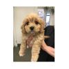 Puppies for sale Russia, St. Petersburg , Cavapoo Puppies