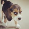 Puppies for sale Hungary, Debrecen Beagle