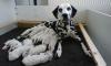 Puppies for sale USA, California, San Francisco Dalmatian, Dalmatian