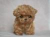 Puppies for sale Greece, Larissa Toy-poodle