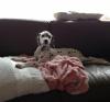 Puppies for sale Canada, Ontario Dalmatian, Dalmatian