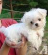 Puppies for sale United Kingdom, Grimsby Maltese