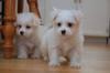 Puppies for sale United Kingdom, Grimsby Maltese