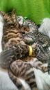 Kittens for sale United Kingdom, Cardiff Bengal cat