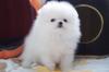 Puppies for sale Austria, Vienna, penzing Pomeranian Spitz, pomeranian