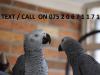 Puppies for sale United Kingdom, Kent Africanis, African gray parrots