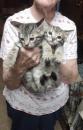 Kittens for sale United Kingdom, Bradford Bengal cat