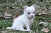 Puppies for sale Austria, Vienna, Währing Chihuahua, mini