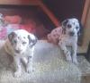 Puppies for sale USA, Florida Dalmatian