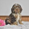 Puppies for sale United Kingdom, Norfolk Island Cocker Spaniel