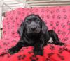 Puppies for sale Denmark, Aalborg Labrador