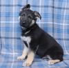 Puppies for sale Finland, Pori German Shepherd Dog