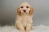 Puppies for sale Lithuania, Vilnius Other breed, Adorable Cockapoo Puppies