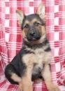 Puppies for sale United Kingdom, Edinburgh German Shepherd Dog