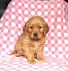 Puppies for sale Ireland, Dublin Golden Retriever