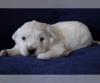 Puppies for sale Finland, Rovaniemi Golden Retriever