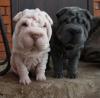 Puppies for sale Netherlands, Maastricht Shar Pei