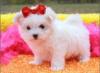 Puppies for sale Cyprus, Nicosia Maltese