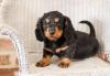 Puppies for sale Finland, Lapperanta Dachshund