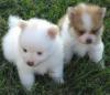 Puppies for sale Belarus, Brest Pomeranian Spitz