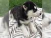 Puppies for sale Ireland, Cork Haski