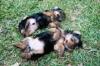 Puppies for sale Belarus, Brest Yorkshire Terrier