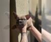 Puppies for sale Finland, Oulu French Bulldog