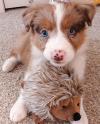 Puppies for sale Hungary, Miskolc Australian Shepherd